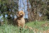 CAIRN TERRIER 065